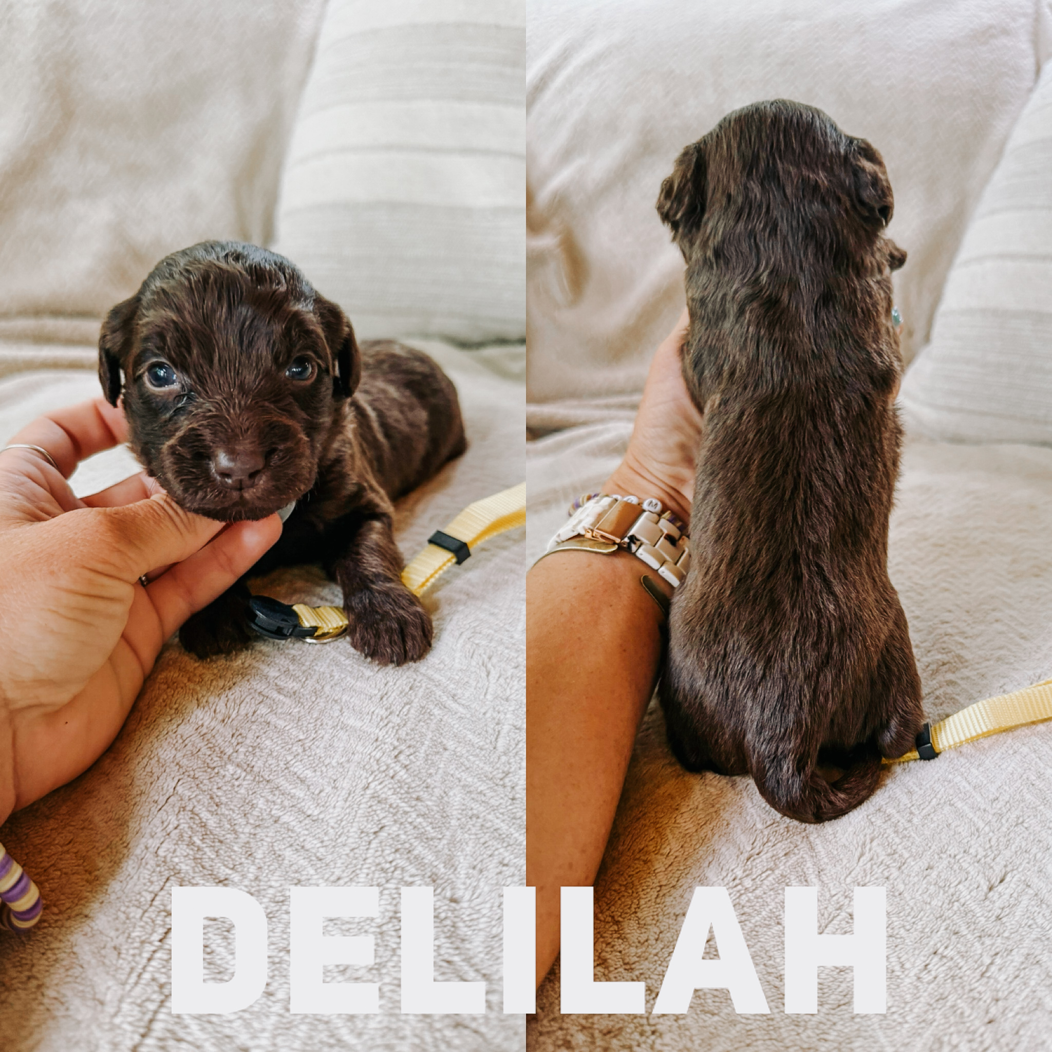 Delilah 1